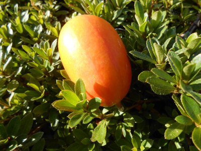 DSCN6445